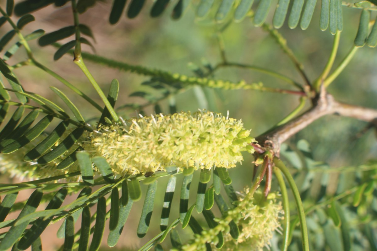 Neltuma juliflora (Sw.) Raf.